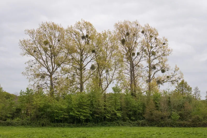 Squirrel nests, Isle of Wight. 2024.